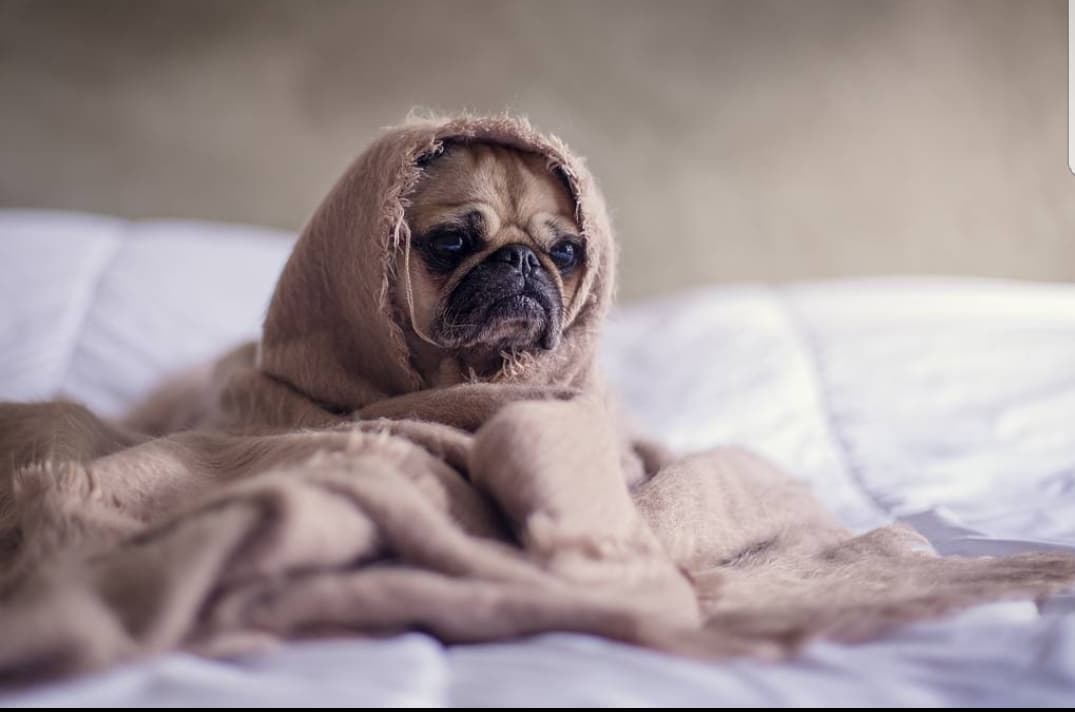 slot Koncentration trimme 5 Overraskende gode grunde til at din hund skal sove i din seng!