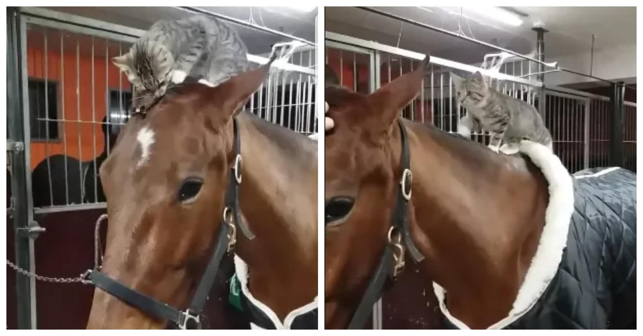 duft arabisk Fantasifulde Se katten Sassa hjælpe til i stalden, på sin egen måde - hestens reaktion  er bedårende