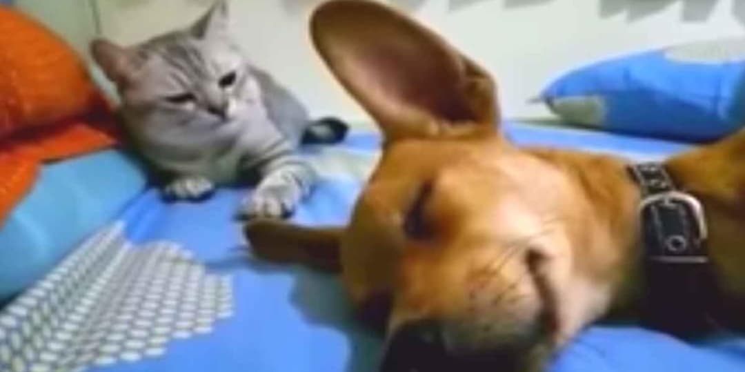 Indtil gentage Narabar Hund slår kæmpe prut mens han sover - kattens hævn får tusindvis til at  græde af grin