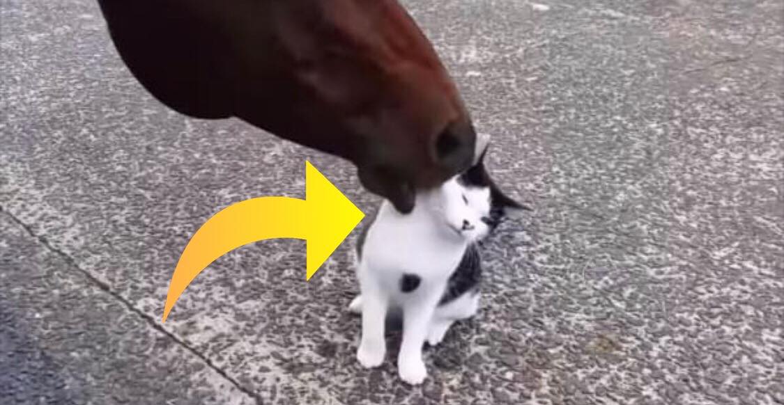 huh klippe lektie Hjertevarmende optagelse: Se hvordan den store hest opfører sig i selvskab  med den lille kat