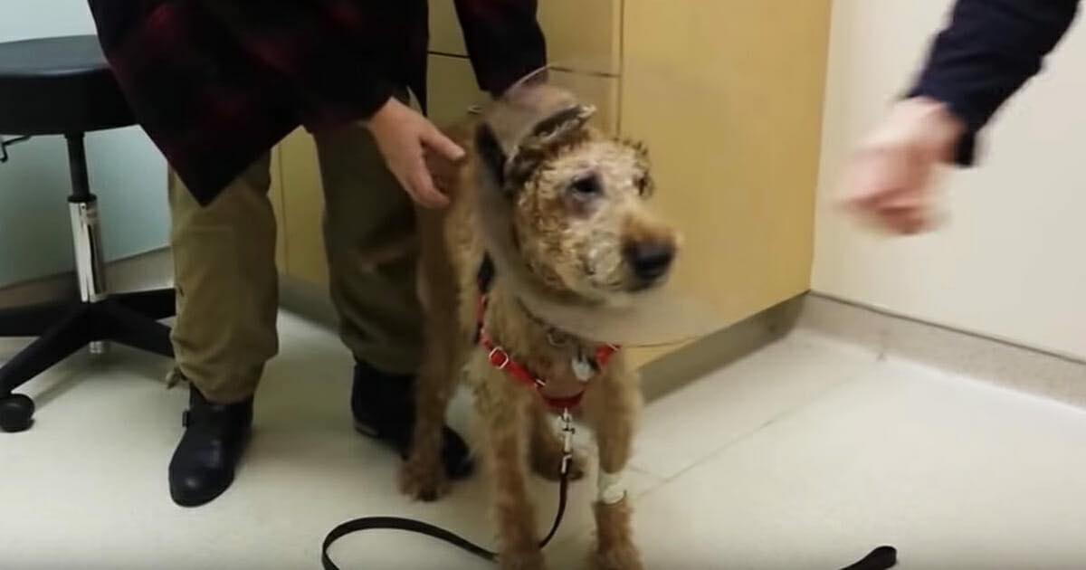 Blind hund skal gennemføre operation så han kan komme til se se nu