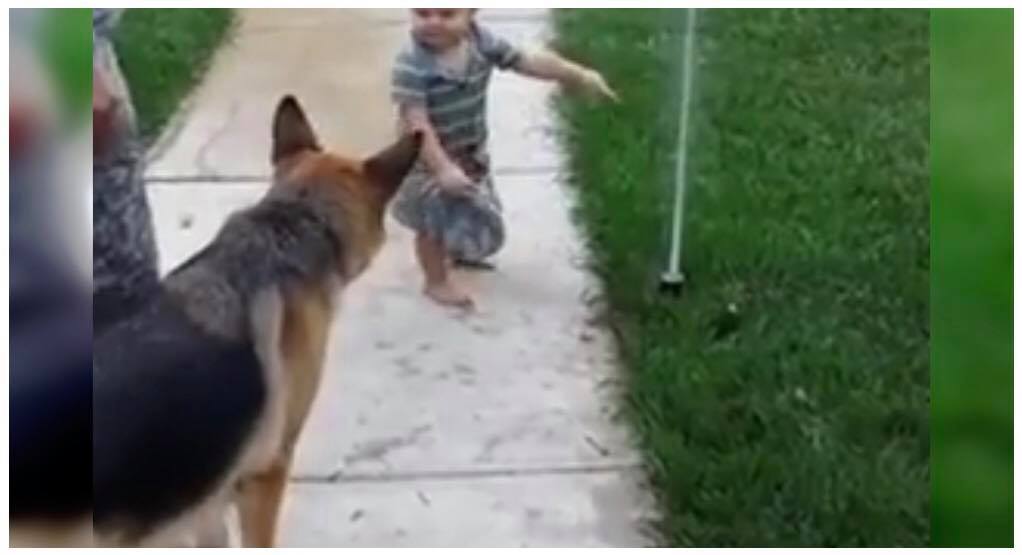 Familiens hund ved ikke rigtigt hvordan den skal håndtere vandsprederen - så viser ham det og får tusinder på nettet til at grine